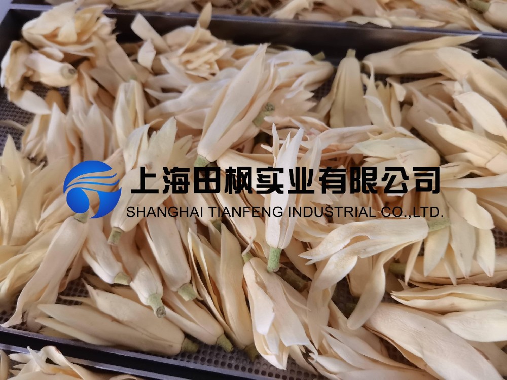 白玉蘭凍干，鮮花凍干機(jī)應(yīng)用于白玉蘭真空冷凍干燥